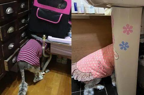 大狗最新爆料新闻视频,最新爆料新闻视频深度解析 第1张 大狗最新爆料新闻视频,最新爆料新闻视频深度解析 第1张