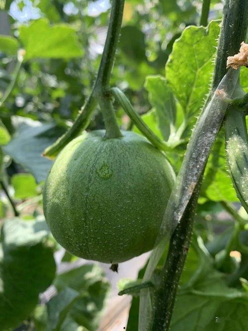 娱乐吃瓜制作,吃瓜群众必看的幕后故事 第2张 娱乐吃瓜制作,吃瓜群众必看的幕后故事 第2张